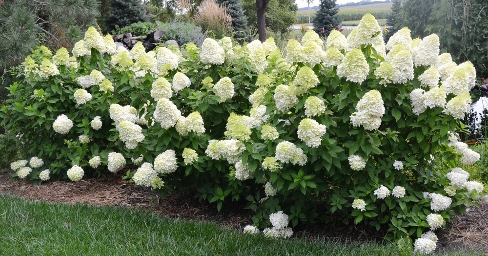 Limelight Hydrangea Plant