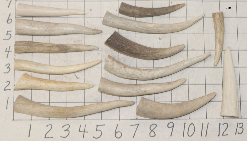14 Deer/Elk Antler Tines Tips Crafts