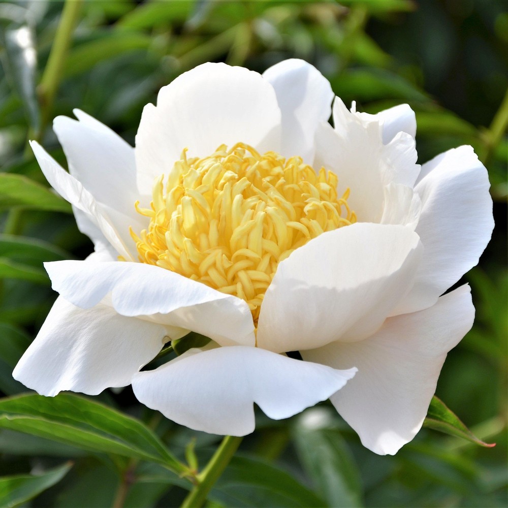 Easy to Grow Peony Moon of Nippon Root Division - Spring White & Yellow Blooms