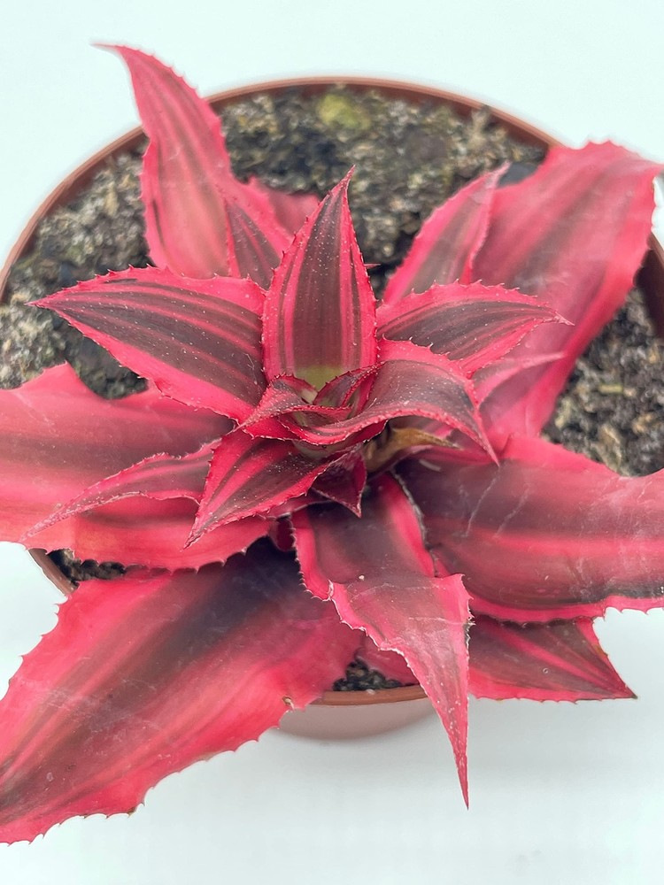 Cryptanthus Bivittatus, 2 inch, Red Star Bromeliad, Tiny Mini Pixie Plant, Brigh