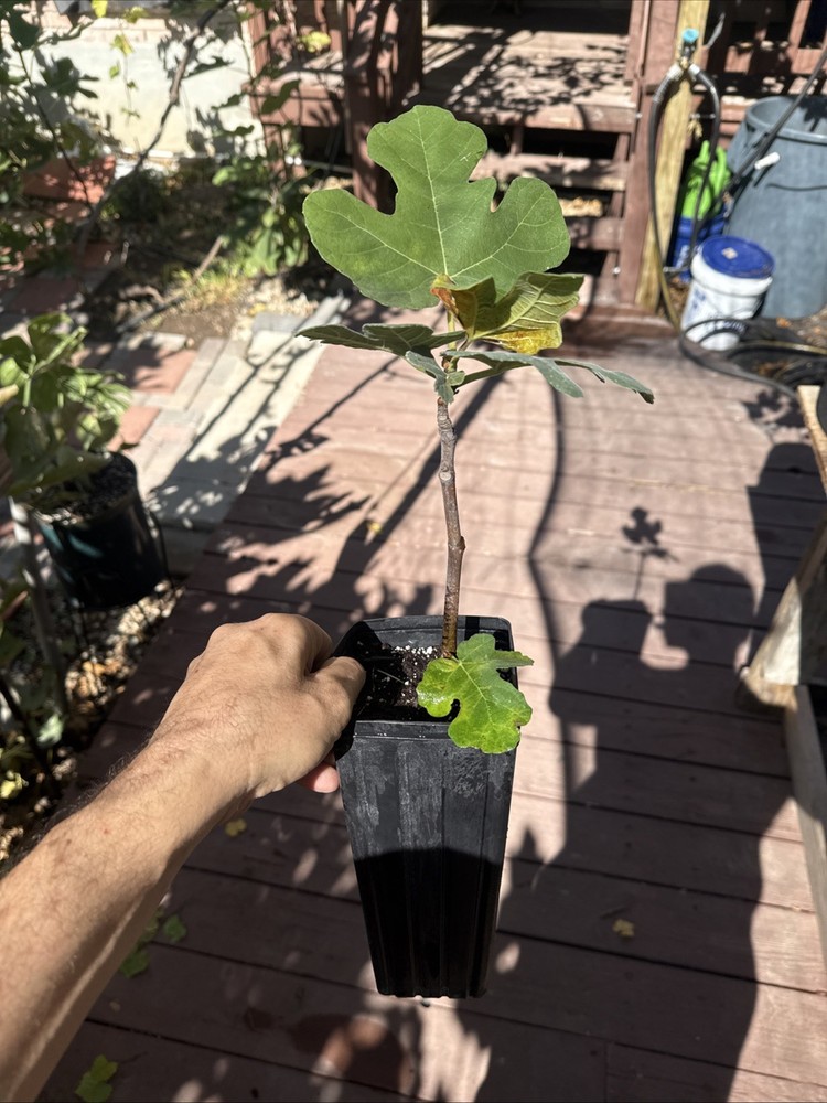 Chicago Hardy Fig Tree