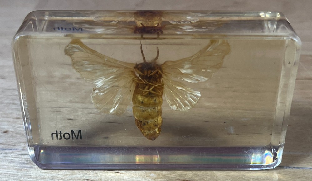 Real Silkworm Moth Specimen Amber Lucite Resing Block Science Education