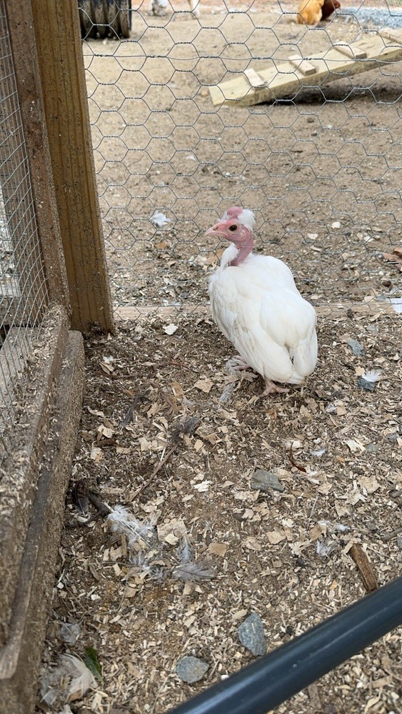 Kikiriki Bantam Hatching Eggs 8++