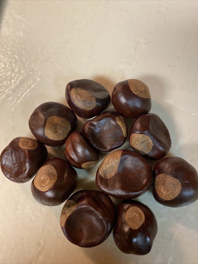 Chestnuts Some Call Buckeyes 12count