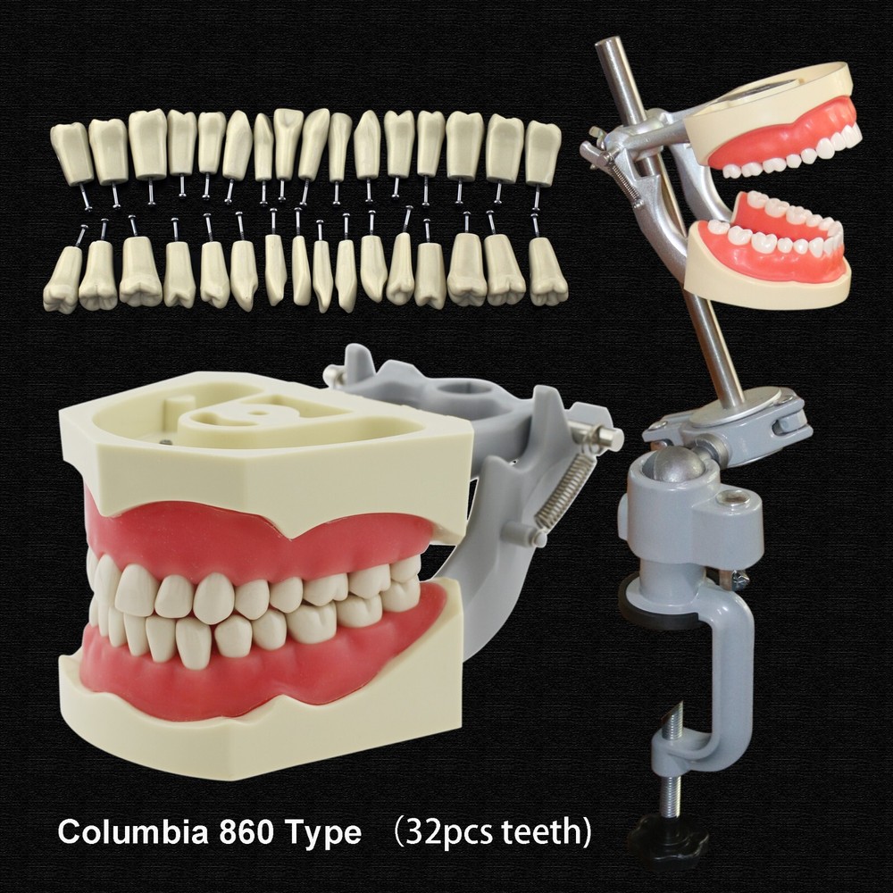 Dental Typodont Model Columbia 860 Mounting Pole 32pc Teeth Exam Training Model