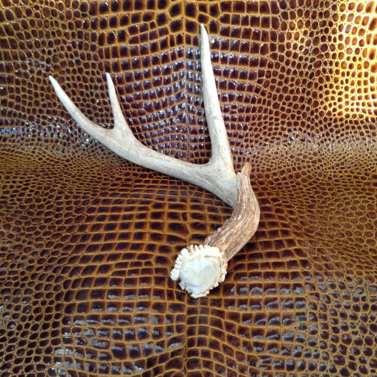 Vintage 8 pt Antler