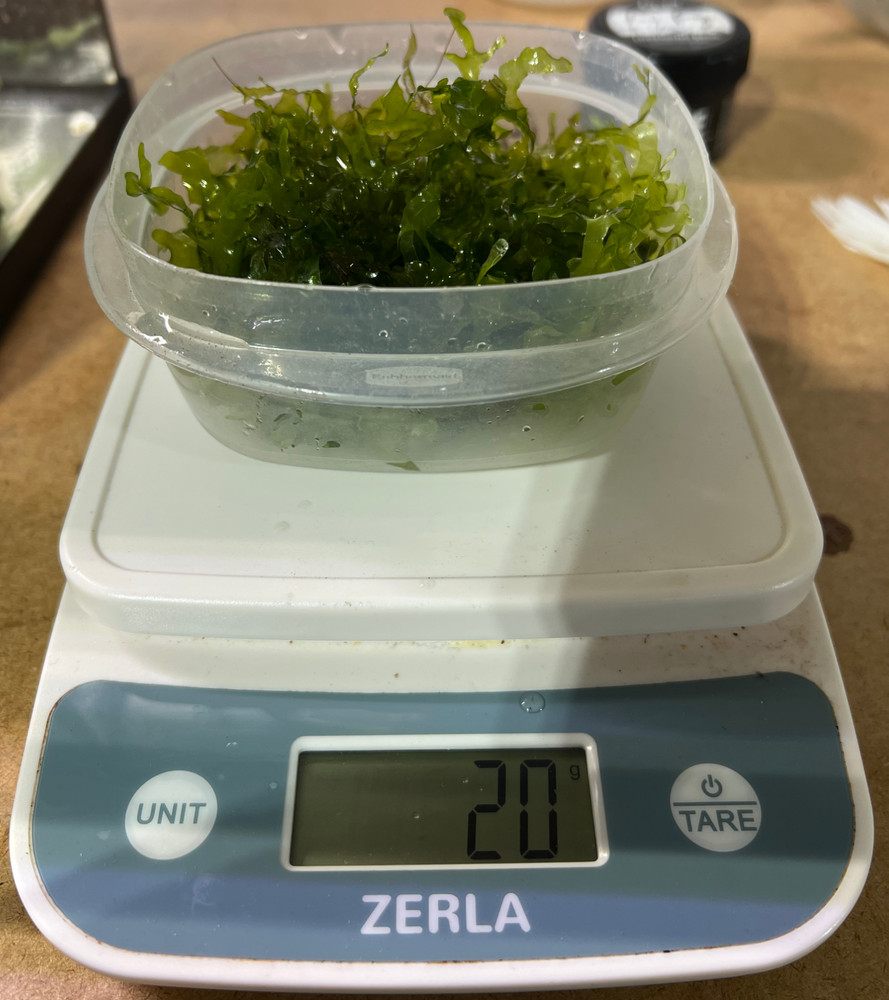 Subwassertang Portion - 20 Grams