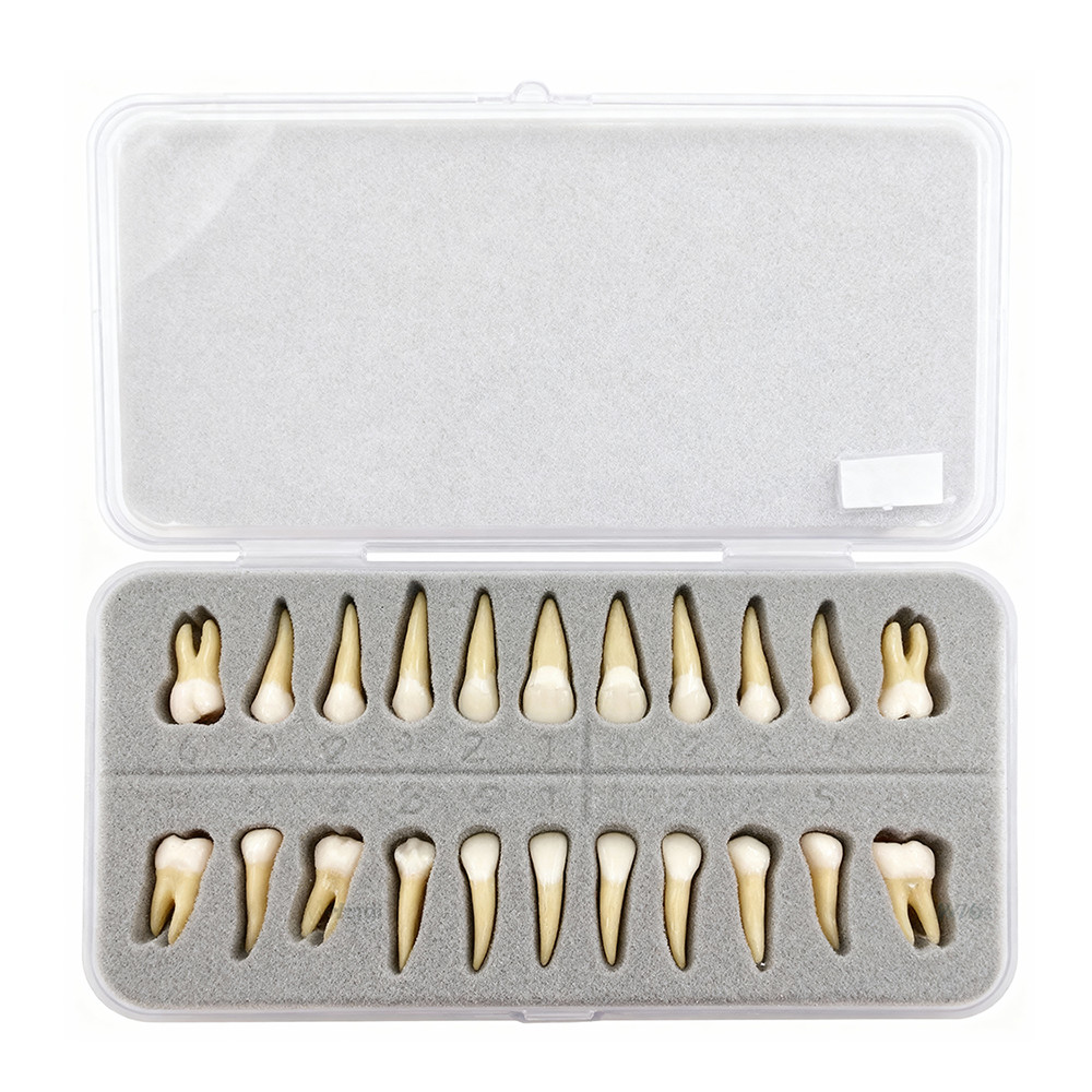 28 Resin Dental Permanent Teeth Study Tooth Model Discrete With Root Simulation