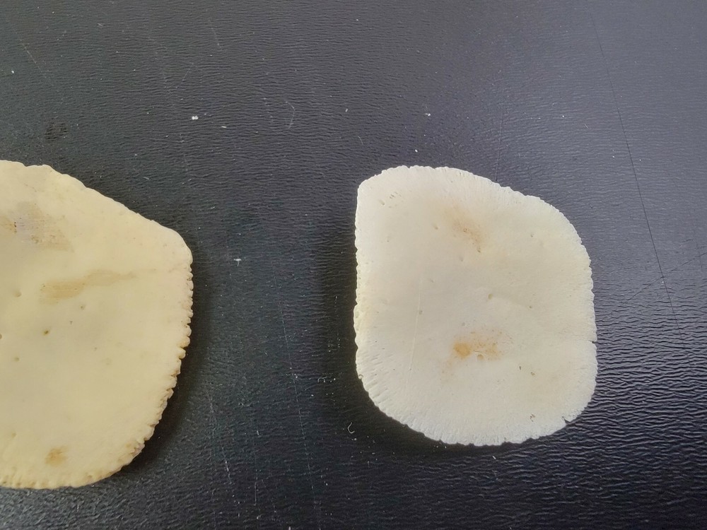 Gator ALLIGATOR BACK SCUTE bone bones BONY skutes croc weird OSTEODERMS CLEAN