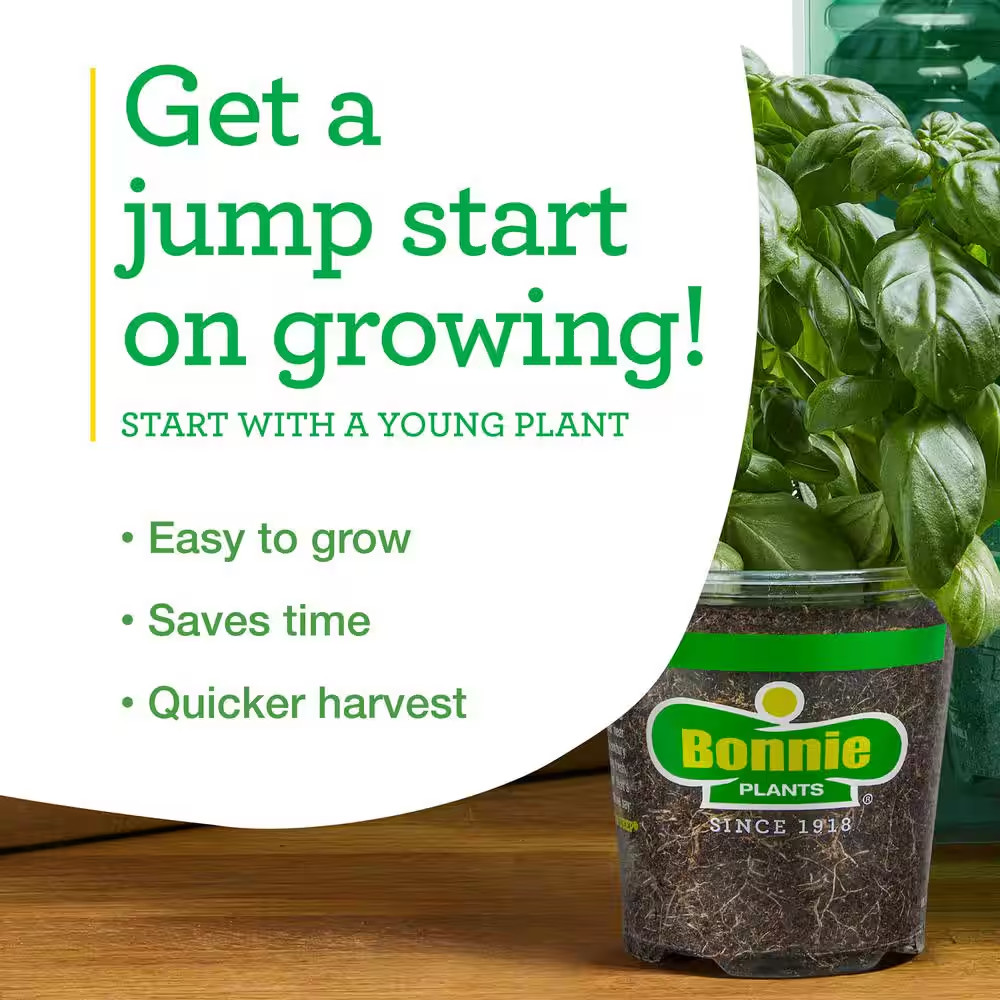 19 Oz. Hot Banana Pepper Plant (2-Pack)