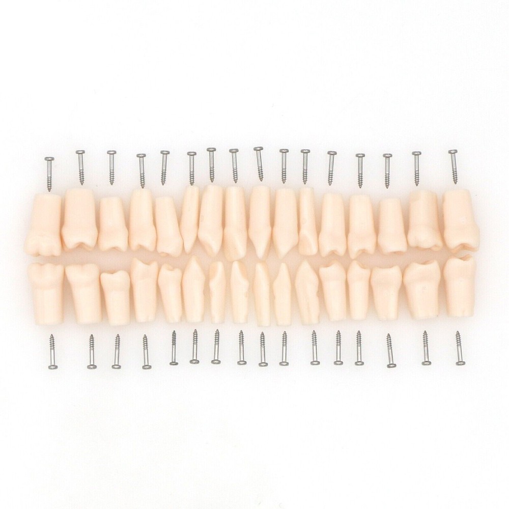 Dental Typodont Teeth Model Kilgore NISSIN 200 Type Removeable Teeth 32 Pcs
