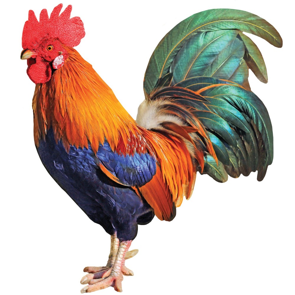 MasterPieces - Rooster 100 Piece Shaped Jigsaw Puzzle