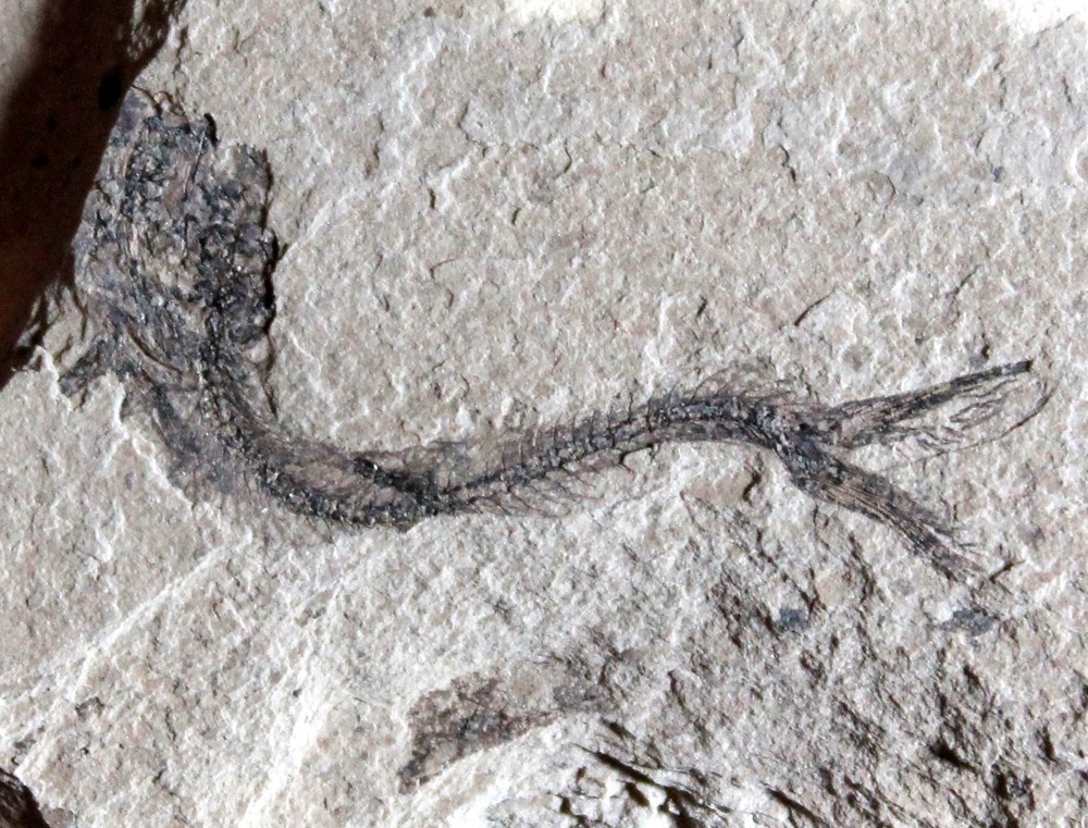 Clupea sp - Oligocene fossil fish