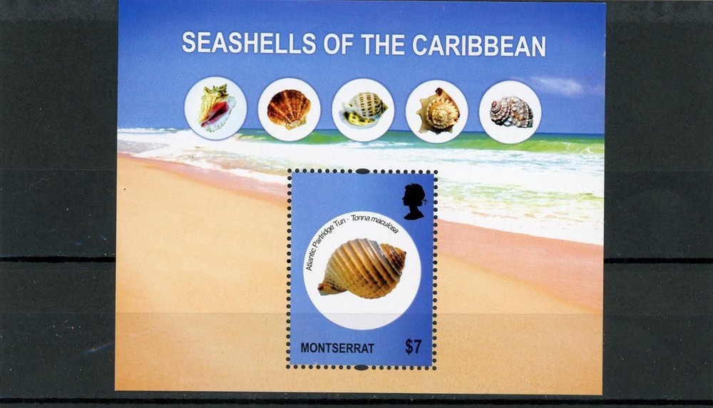 Montserrat 2011 Shells Scott# 1261 Mint LH