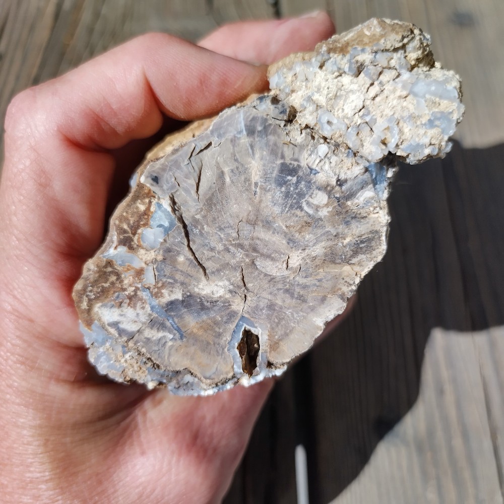 Blue Forest Petrified Wood Limb Cast - 2 lbs.
