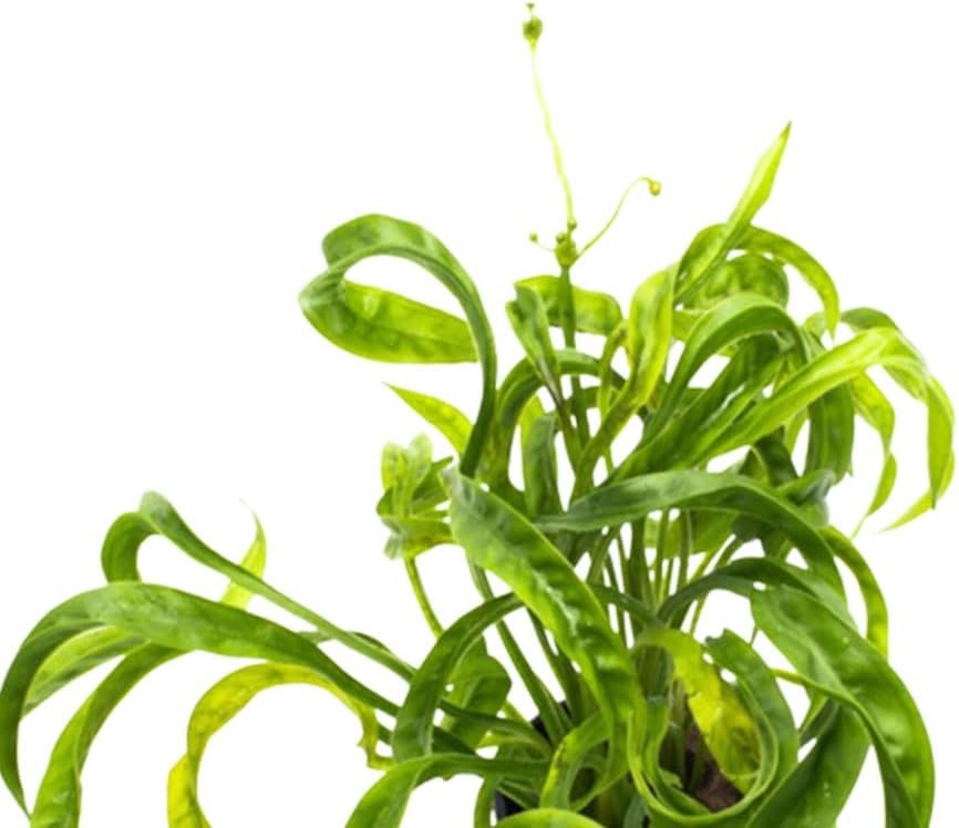 Vesuvius Sword Echinodorus Vesuvius