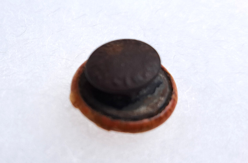 HAMILTON CYCLE CO pinback Hamilton Ohio bicycles button circa 1900-1920