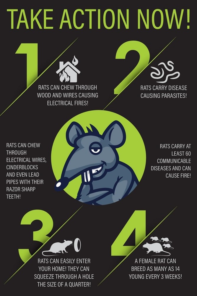 Effective Vole & Rat Traps - No Touch Disposal