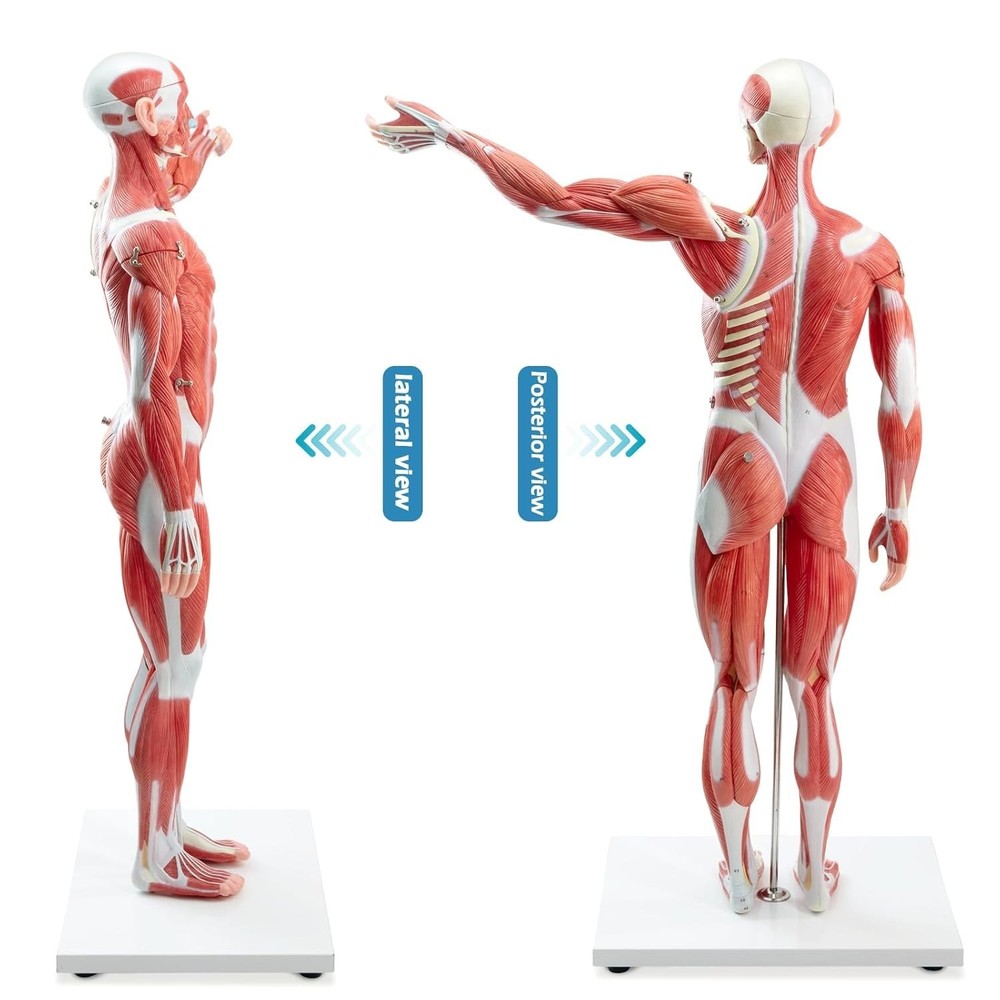 Half-Size Human Muscular System Anatomy Model 27-Piece Teaching - NIB
