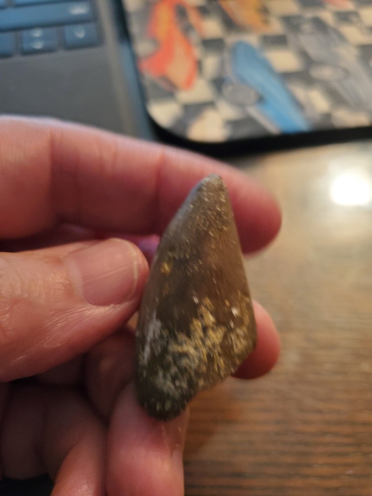 Primitive Ancient Petrified Animal Tooth Prehistoric Dinosaur Unknown