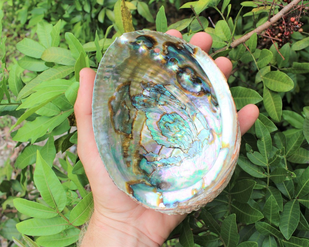 Blue Smudge Kit: Abalone Shell, Stand, Deluxe Feather, Sage, Smudging Directions
