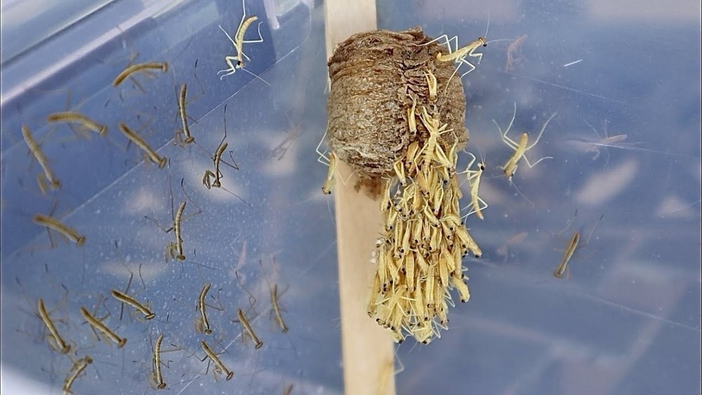 Quantity of 6 Large Farm fresh Praying Mantis Egg Cases!
