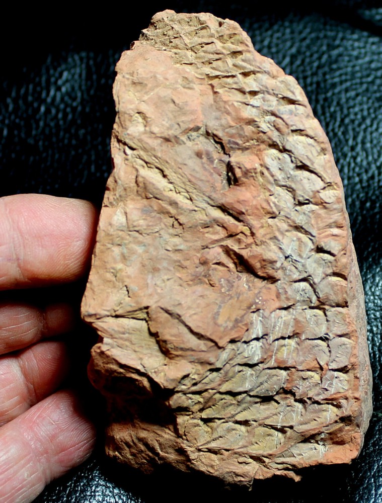 Nice Carboniferous - Lepidodendron - fossil bark