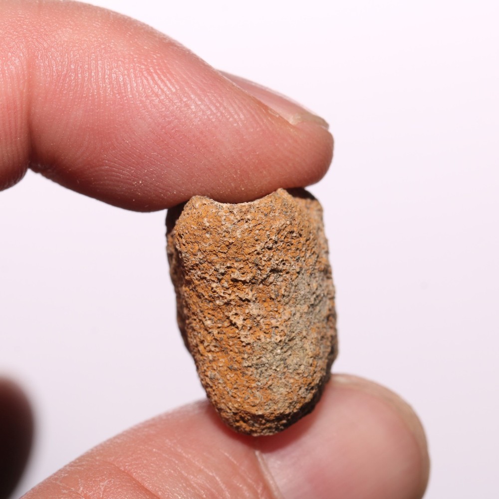 Hollow Raptor Bone - Hell Creek Formation Cretaceous