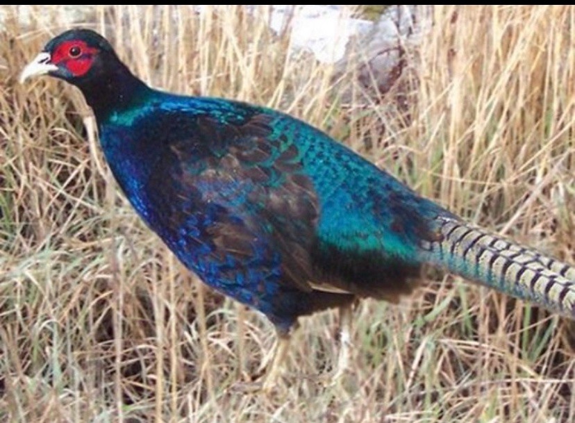 25+ Melanistic Pheasant Eggs