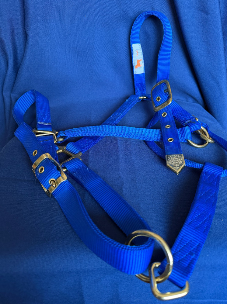Draft Sized Hamilton Horse Halter - Royal Blue