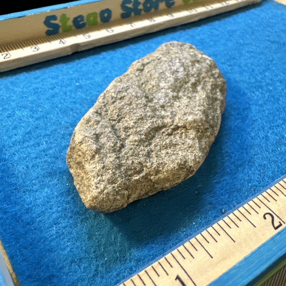 Torosaurus Extinct Ceratopsian Dinosaur Bone Fossil in Display Case