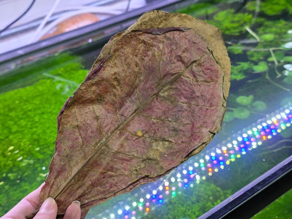 Catappa Leaf - Live Aquatic Plants - Shrimp Leaf Fish Leaf
