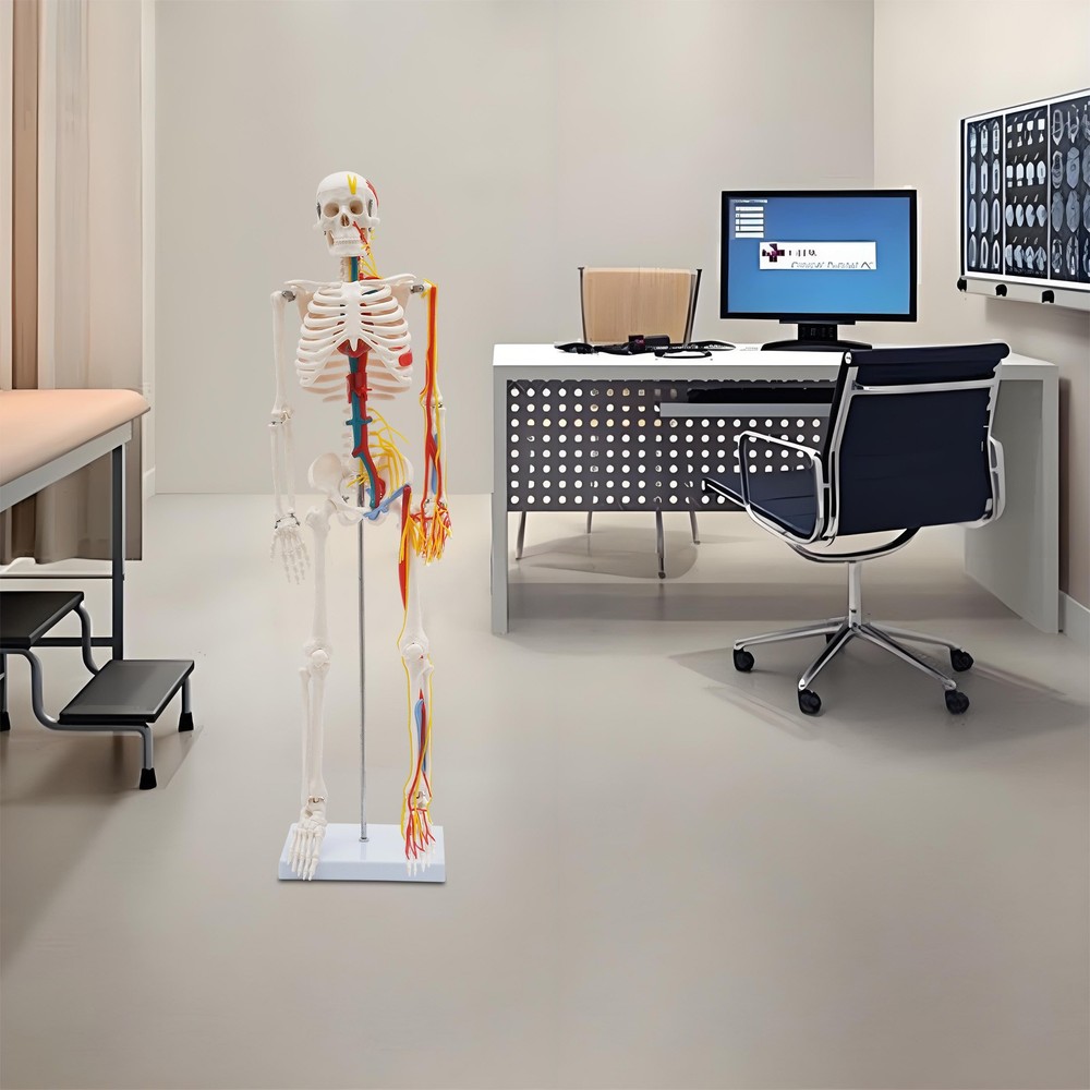 34'' Human Skeleton Model Standing Style With Neurovascular