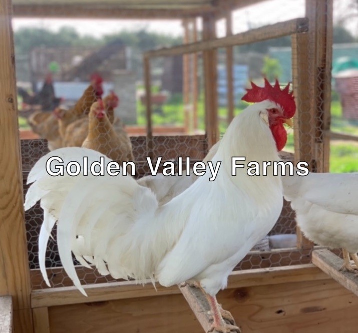 White Leghorn 24+ hatching eggs(Read Description)