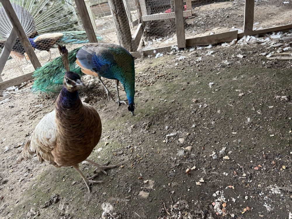 3 Java Green Purple Spaulding hatching eggs.