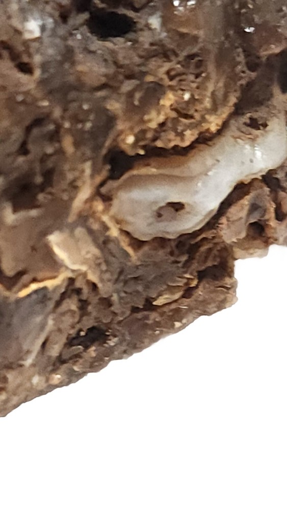 Agatized Petrified Wood Unique Specimen Rock Agate Inclusions