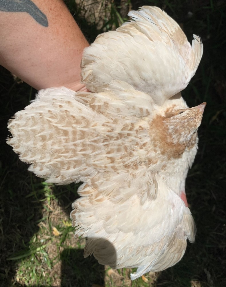 20 count Fawn Coturnix hatching eggs