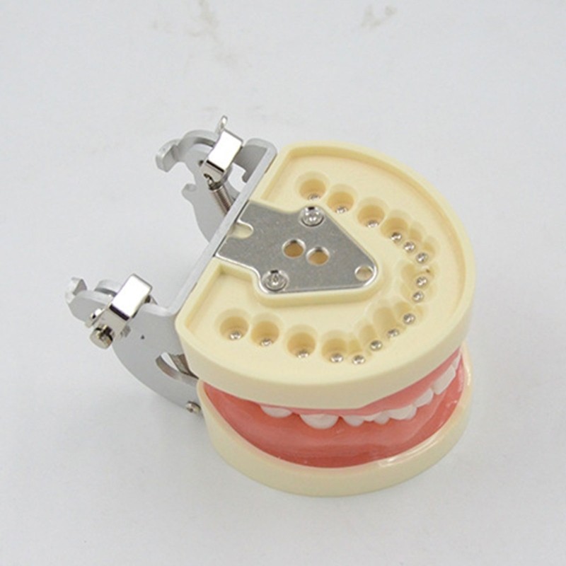 Soft Gums Removable 32 Teeth Suitable for Dentistry Students Operation Practice