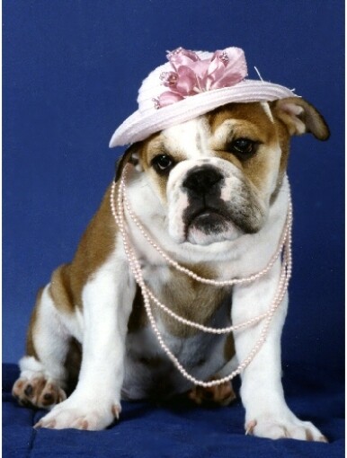 Pet Notecards Dog Bulldog Lady