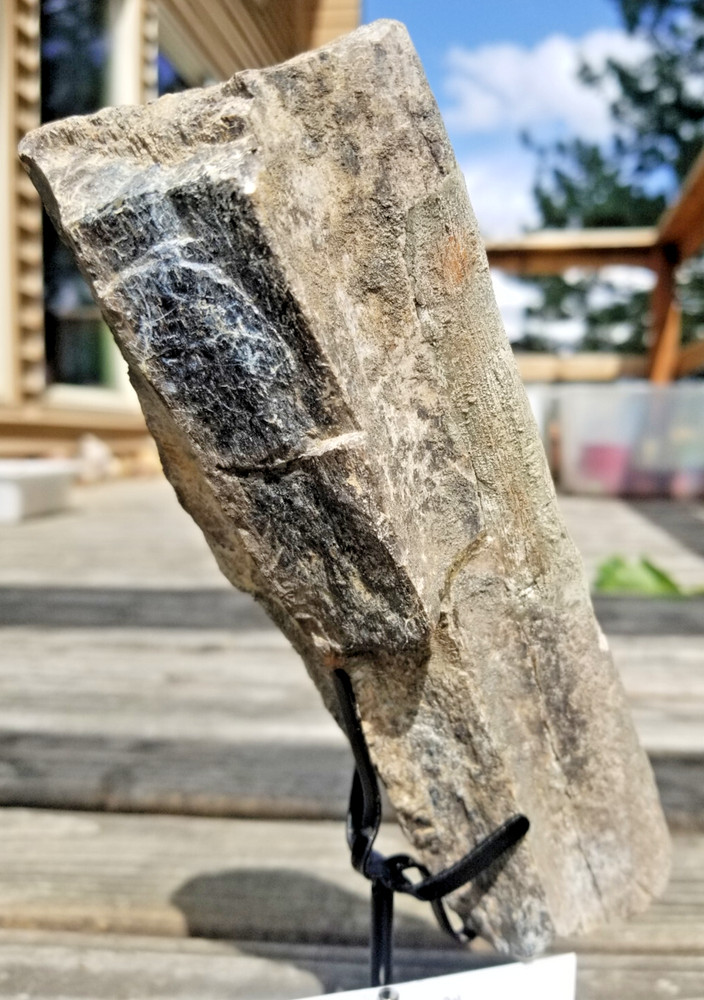 Camarasaurus Rib Section Fossil Dinosaur Specimen Jurassic Morrison Form Display