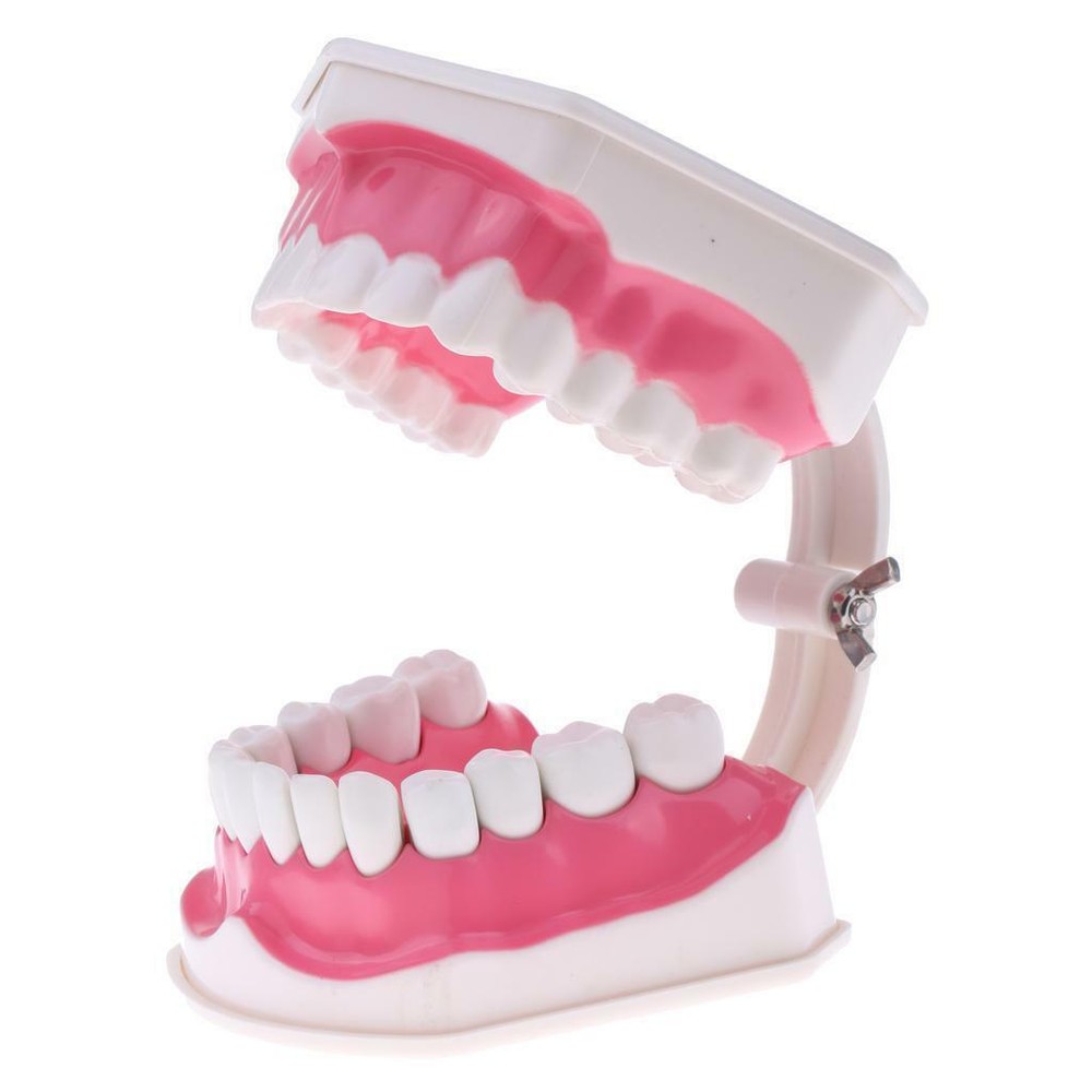 Dental Teaching Demonstration Model with Removable Lower Teeth + Toothbrush