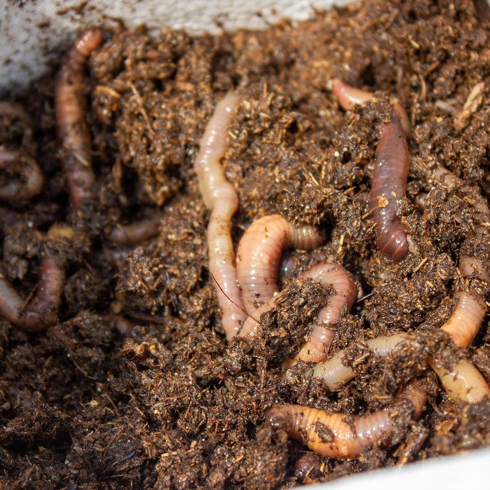 Products Buss Worm Bedding, 5-Pound,Black