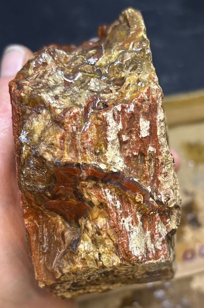 petrified wood Full Round