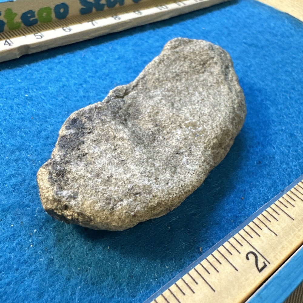 Torosaurus Extinct Ceratopsian Dinosaur Bone Fossil in Display Case