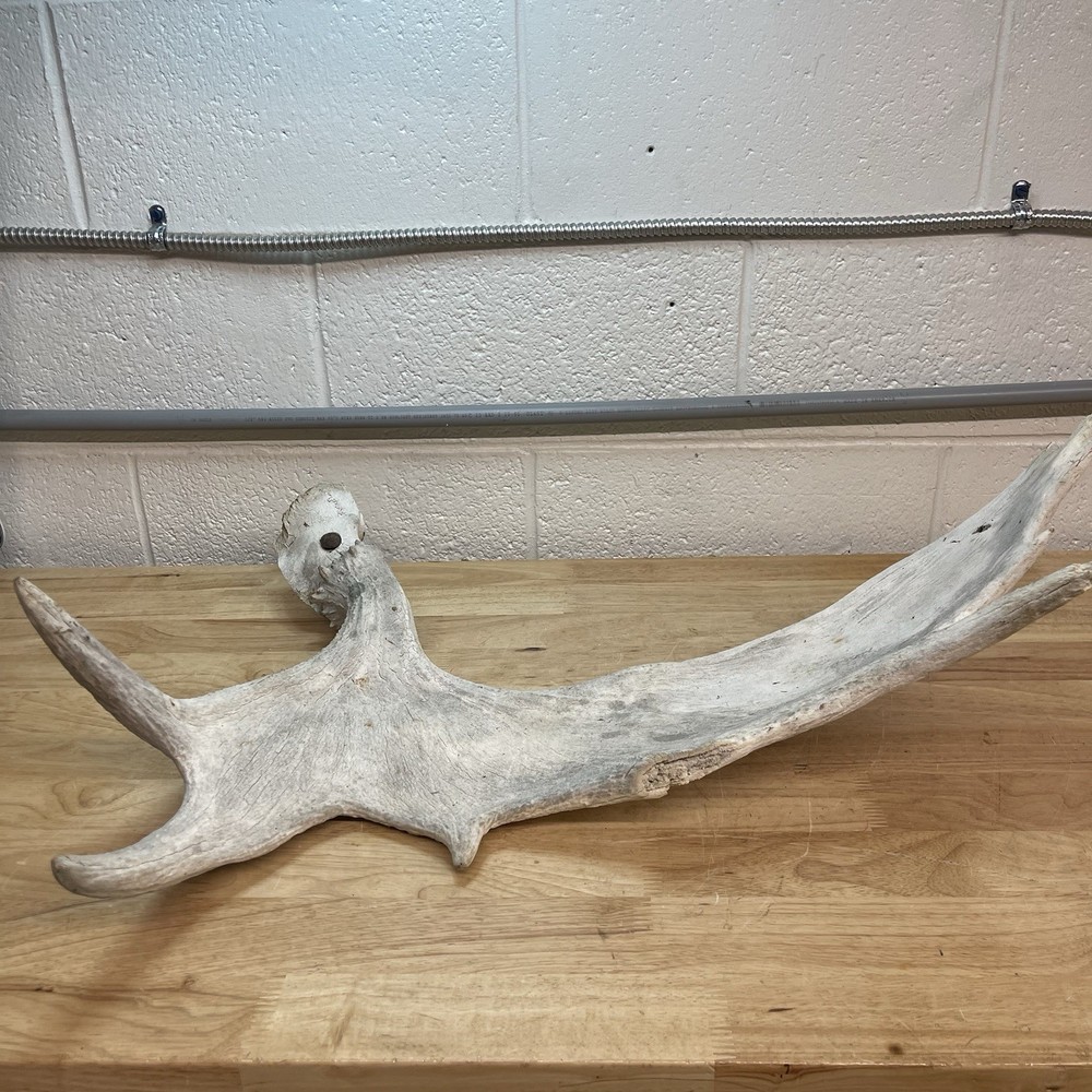 Genuine Moose Antler 30” & 6.95lbs