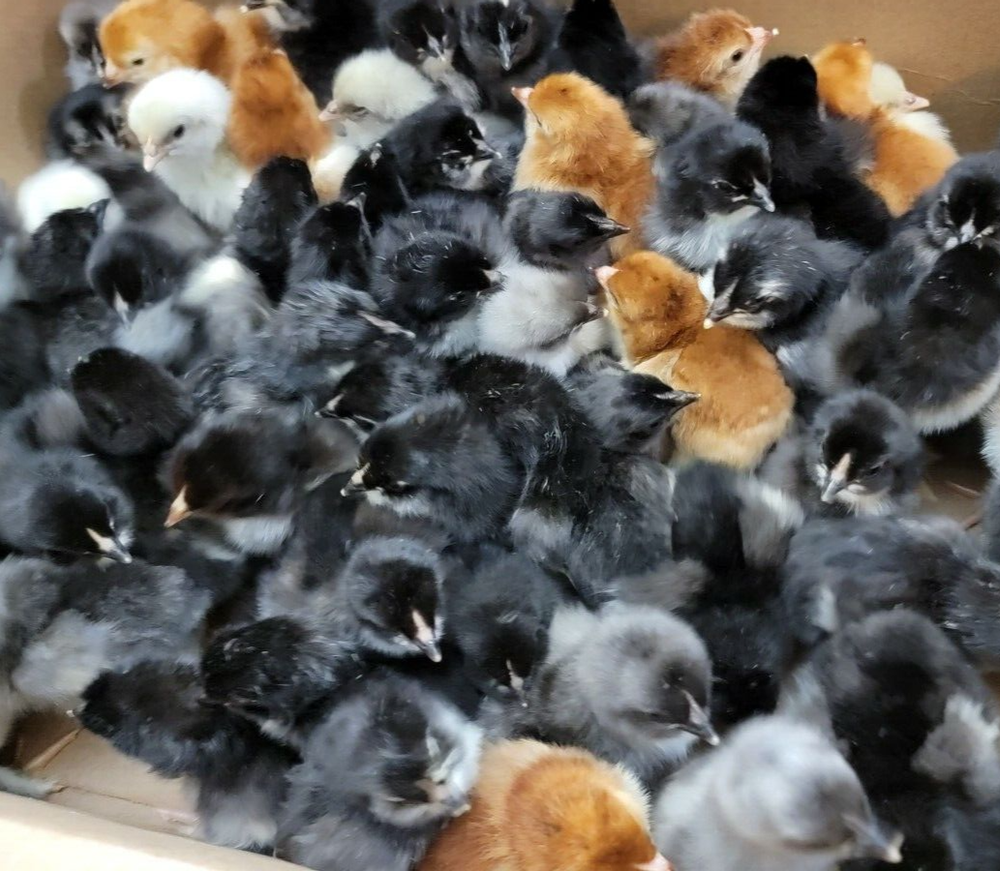 5+ Barnyard Mix Hatching Eggs | Assorted Mix Rare Breeds | TN NPIP CERTIFIED