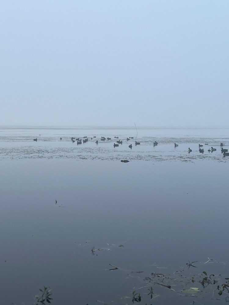 the decoy flock swimmer kit.