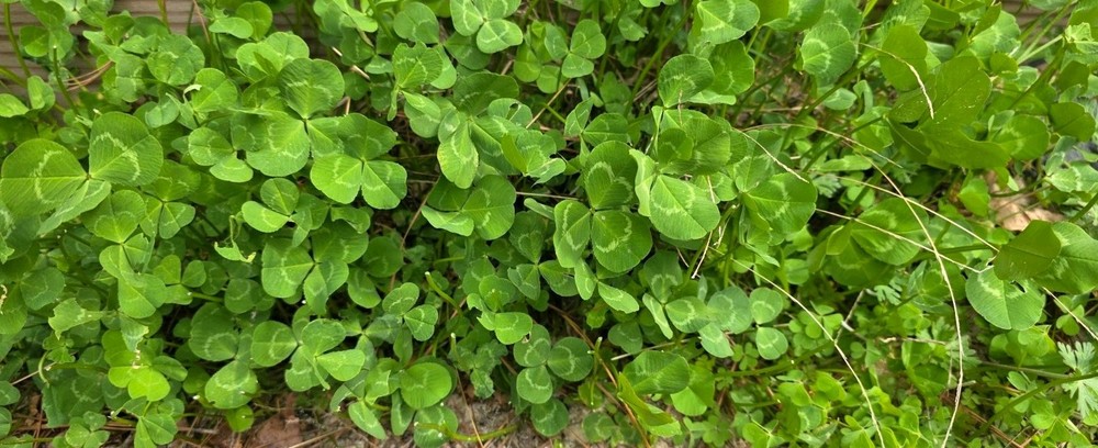 Rare Real 4 Leaf Clover 🍀 Hand Picked