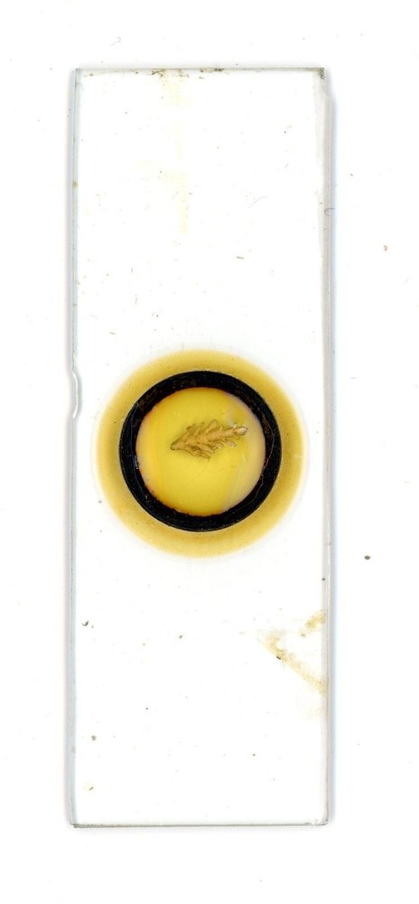 Antique glass Microscope slide unknown sample type see photos #10