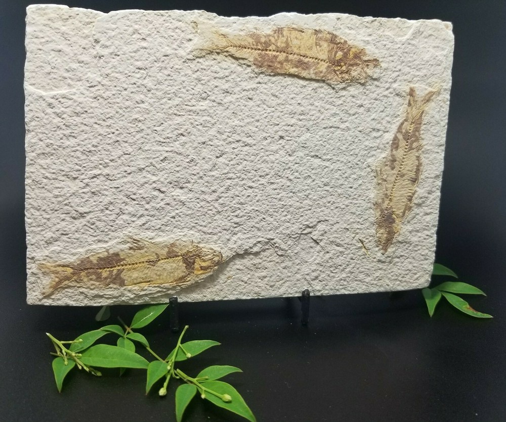 Fish Fossil (FF4) Knightia Eocaena